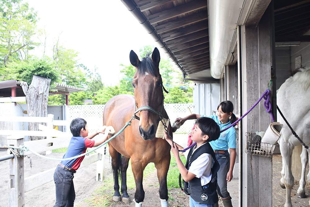 馬との接し方